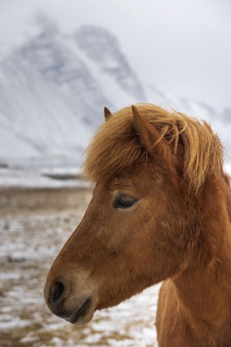 IJslander in een winters landschap