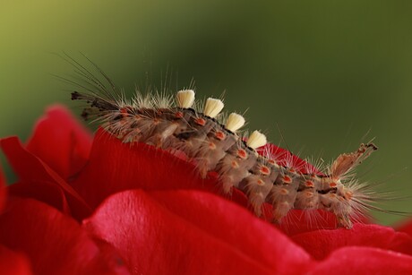 Witvlakvlinder  rups