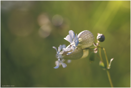 Blaassilene