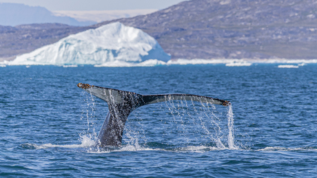 Majestueuze bultrug 2