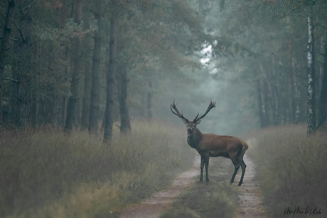 Edelhert in de vroege morgen