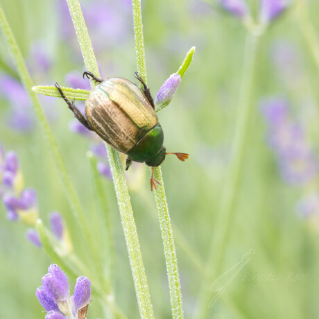 Een exoot in de lavendel