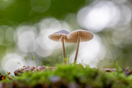 Mycena 