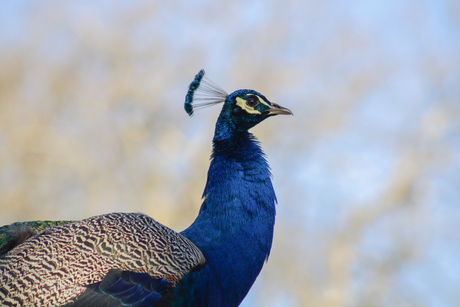 Peacock 🦚