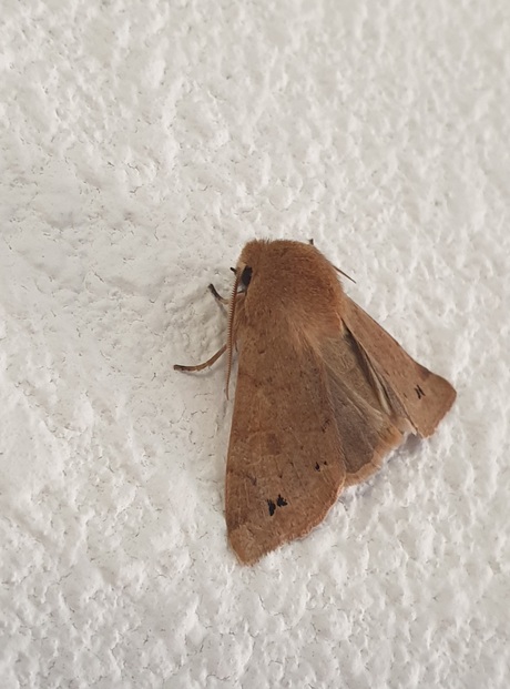 Tweestippelige voorjaarsuil