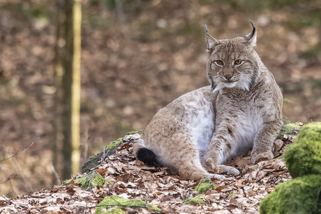 Lynx in het Bayerischer Wald