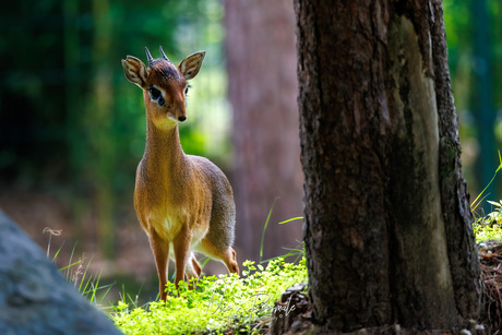 Kirk's Dik Dik.