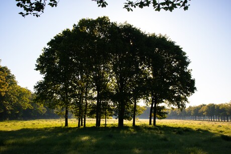 Lente