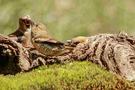 De hele familie appelvink