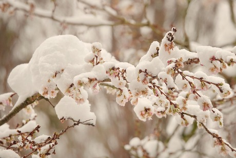Winterbloesem 
