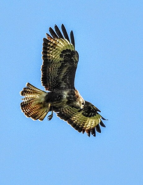 Buizerd nog een keer