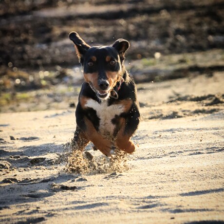 Flying dog 