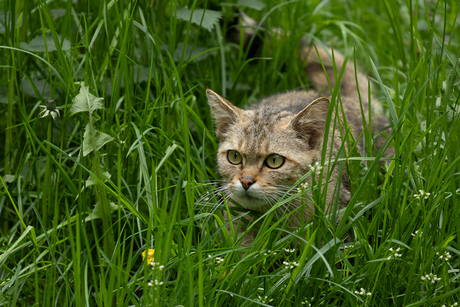 Pas op, boze kat!
