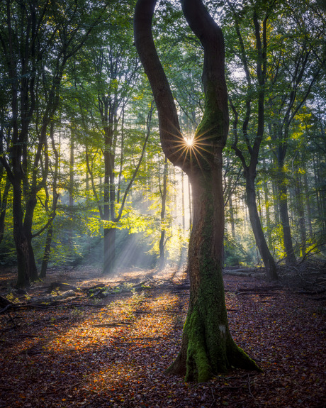 Licht in het herfstbos