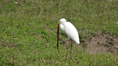 Reiger met paling.