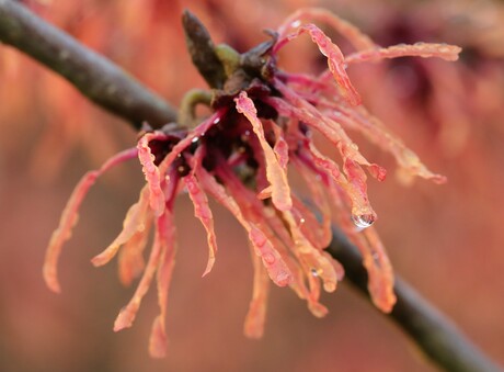 De hamamelis of toverhazelaar 