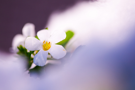 Heerlijke macro bloem