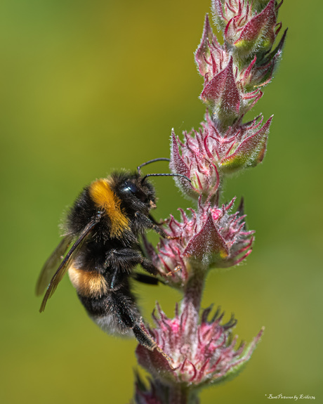 Aardhommel