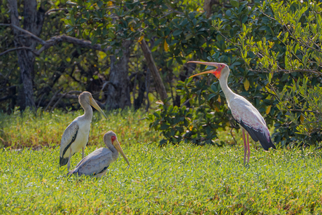 Moeder geeft zangles