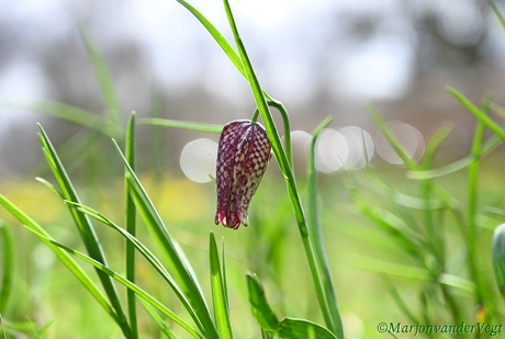 Eerste kievitsbloem