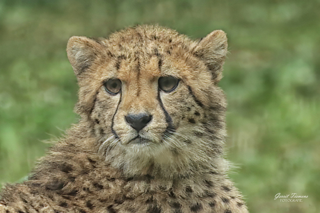 Jonge cheeta