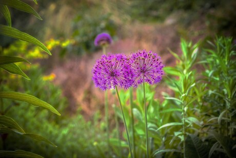 Allium "Purple Surprise"