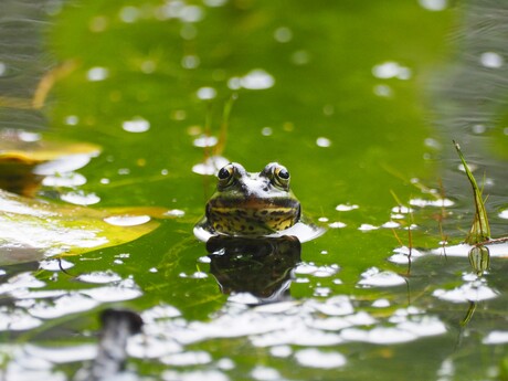 Groene kikker