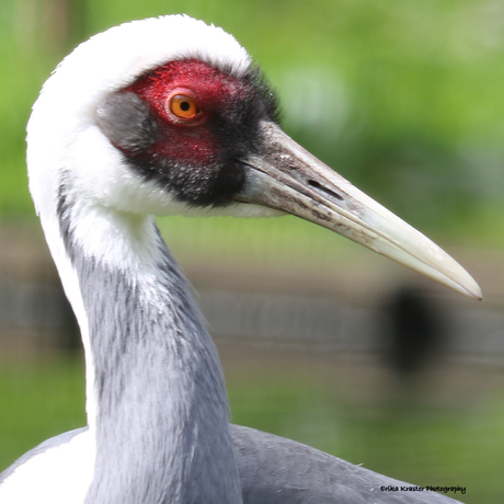 Chinese Kraanvogel