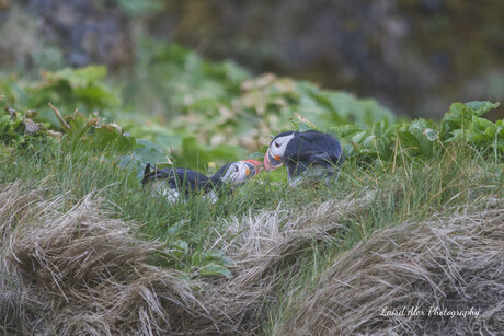 Puffin Love
