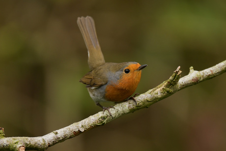 roodborst