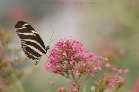 Zebra vlinder