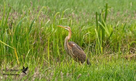 De purperreiger.
