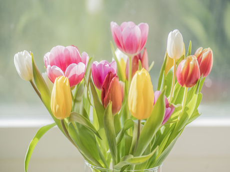 Tulpen