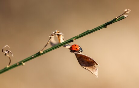 7 stippelig Lieveheersbeestje