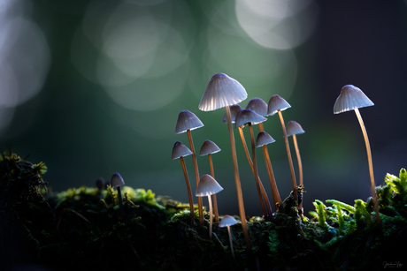 Mycena's