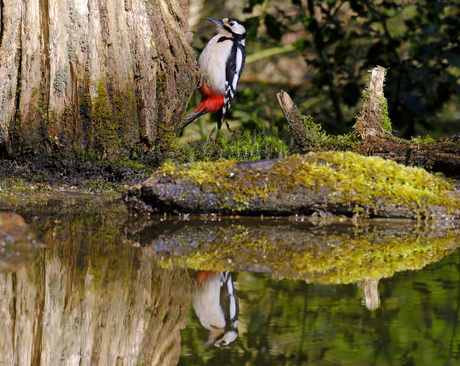 Specht hangend aan boomstam