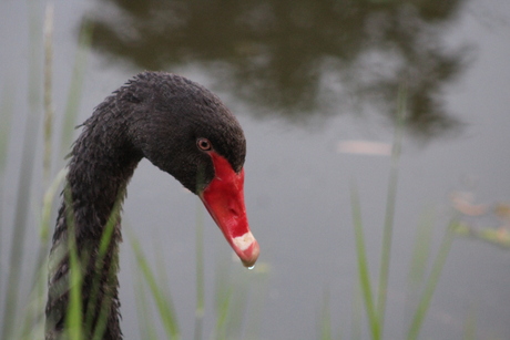 black swan