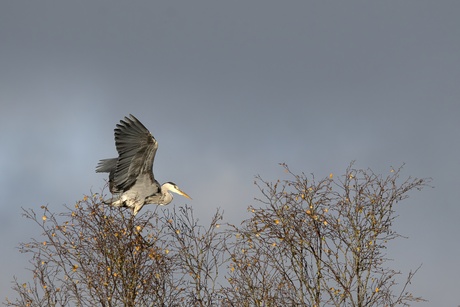 Blauwe reiger