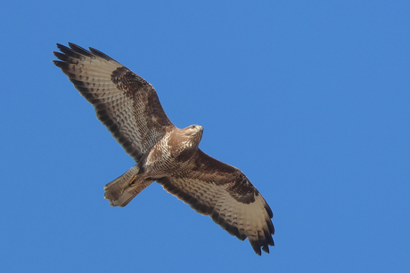 Buizerd