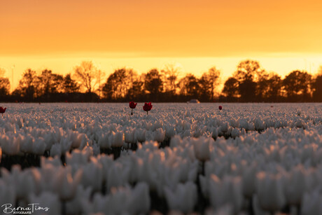 Zonslicht over het tulpenveld