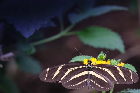 Heliconius charitonius