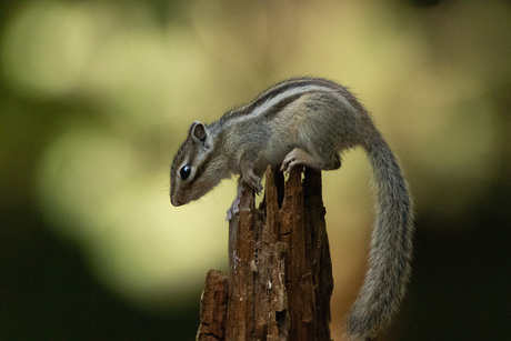 syberisch eekhoorntje
