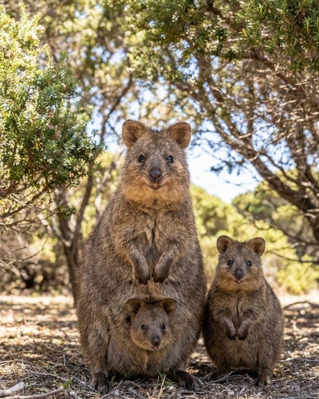 One happy Quokkas family