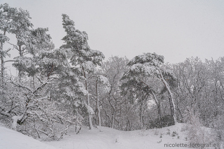 Middenin een sneeuwbui