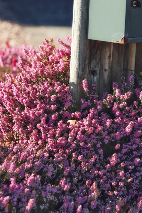 roze bloemetjes 🌺