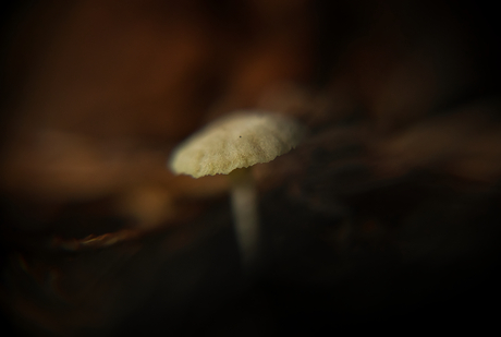 Lonely little shroom