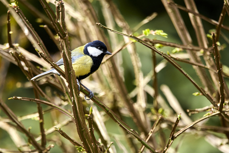 Koolmees in de struiken
