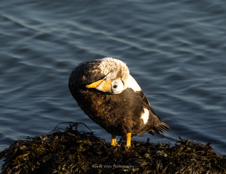Brileidereend in winterkleed