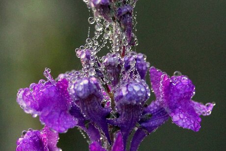 Gouttes d'eau.