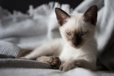 Siamese kitten kijkt stoer naar de camera.